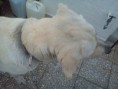 /album/rocko/dsc02972-jpg/