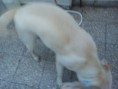 /album/rocko/dsc02975-jpg/