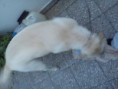/album/rocko/dsc02976-jpg/