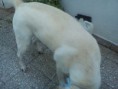 /album/rocko/dsc02977-jpg/