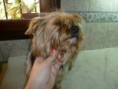 /album/wendy-y-sheltzian/a179166-127988890733792-1739896374-n-jpg/