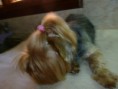 /album/wendy-y-sheltzian/a943259-127989034067111-215087618-n-jpg/