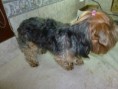 /album/wendy-y-sheltzian/a945628-127988977400450-1458261628-n-jpg/
