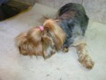 /album/wendy-y-sheltzian/a946455-127989014067113-2133758234-n-jpg/