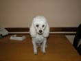 /album/reina/dsc00097-jpg/